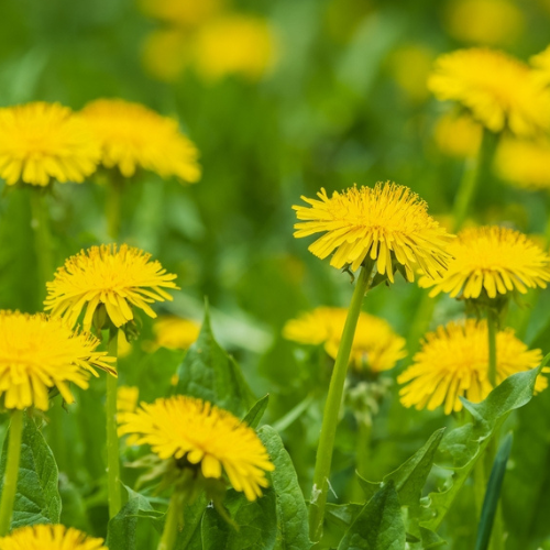 Vorteile des Biovana Produkts
