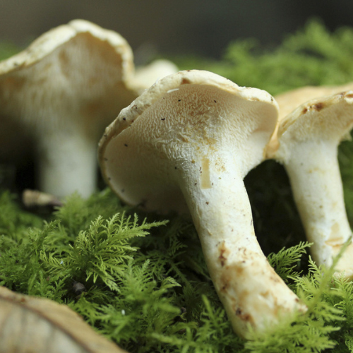 Vorteile des Biovana Produkts